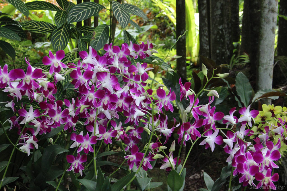 Rainforest, Singapore