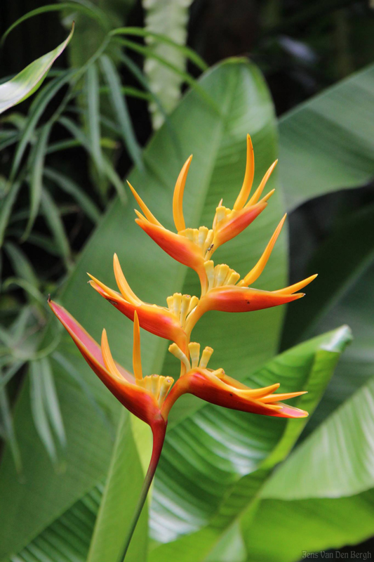 Rainforest, Singapore