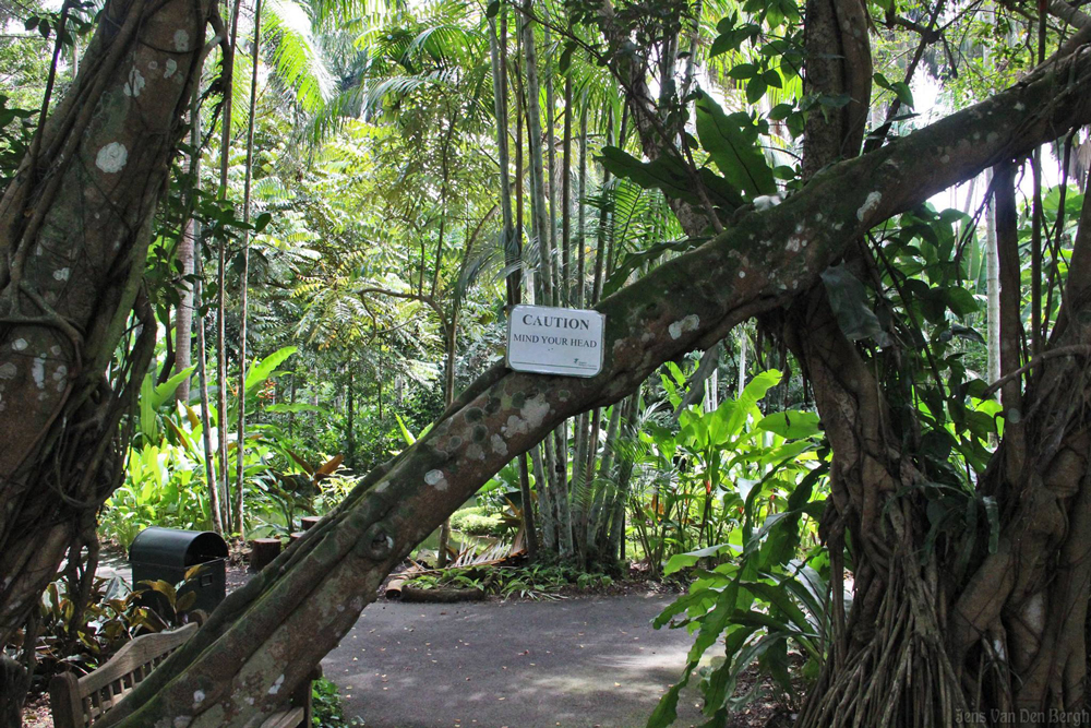 Rainforest, Singapore style