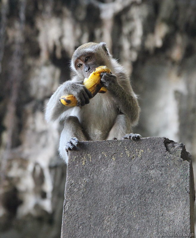 Batu caves