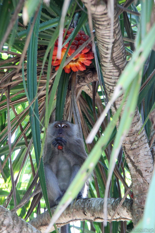 Monkey Beach, Penang National Park