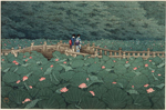 Kawase Hasui, The Pond at Benten Shrine in Shiba (1929) 