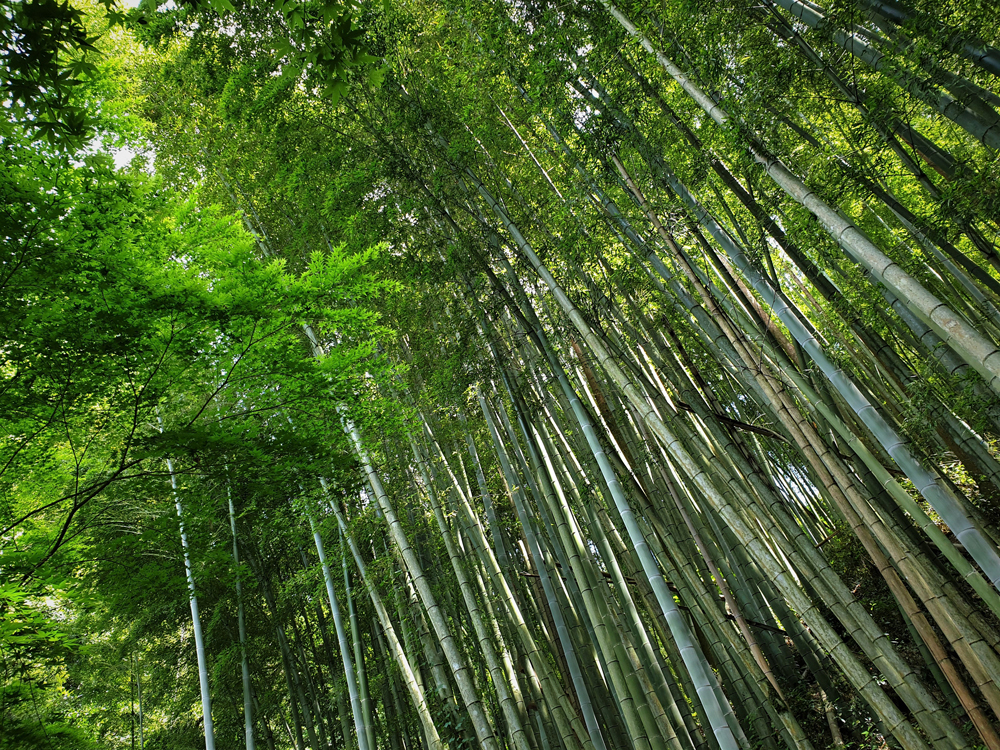 Kyushu Fukuoka Beppu Usuki 