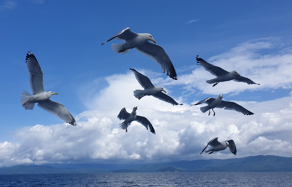 Photography, Baikalmeer, by Kens Van Den Bergh