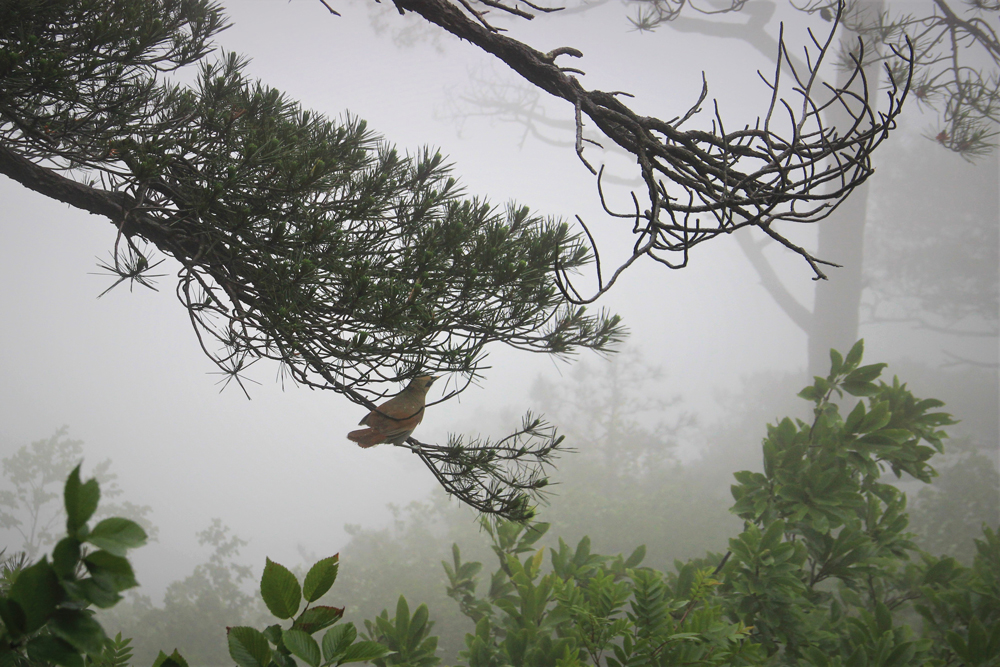 Fotografie: China, Jens Van Den Bergh, Deel 4 Huangshan & de Gele Bergen in Anhui