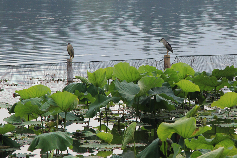 Fotografie: China, Jens Van Den Bergh, Deel 5 Hangzhou 