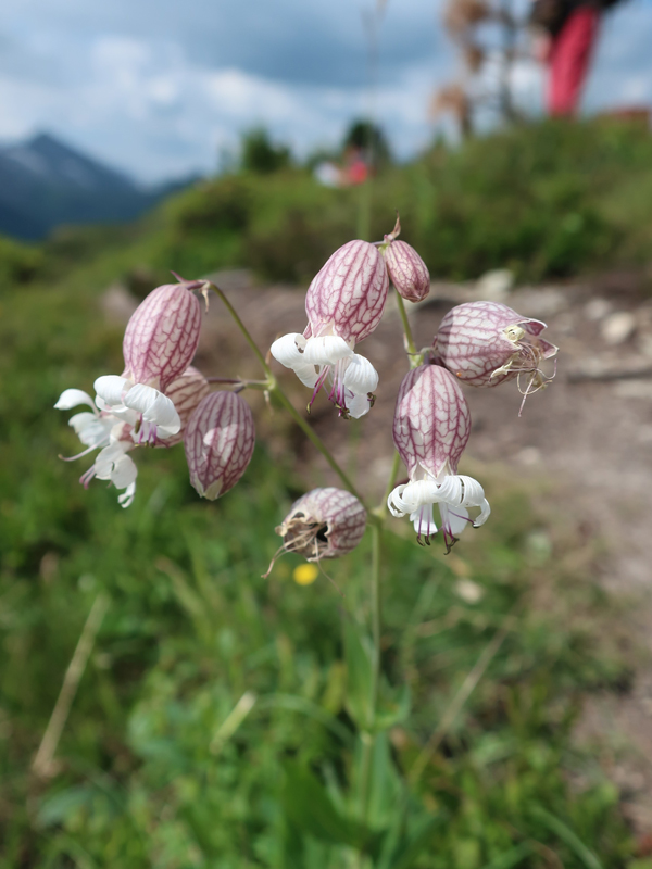 Johan Framhout, Photography, Tirol, on art7d-dot-be