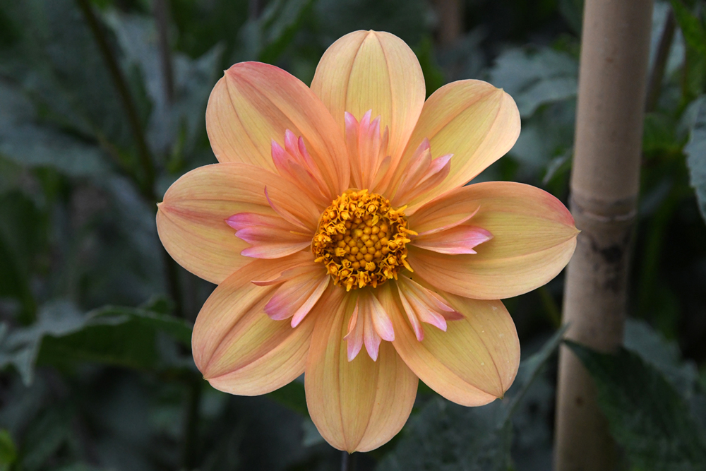 close-up of flowers in garden Mechelen on art7d-dot-be