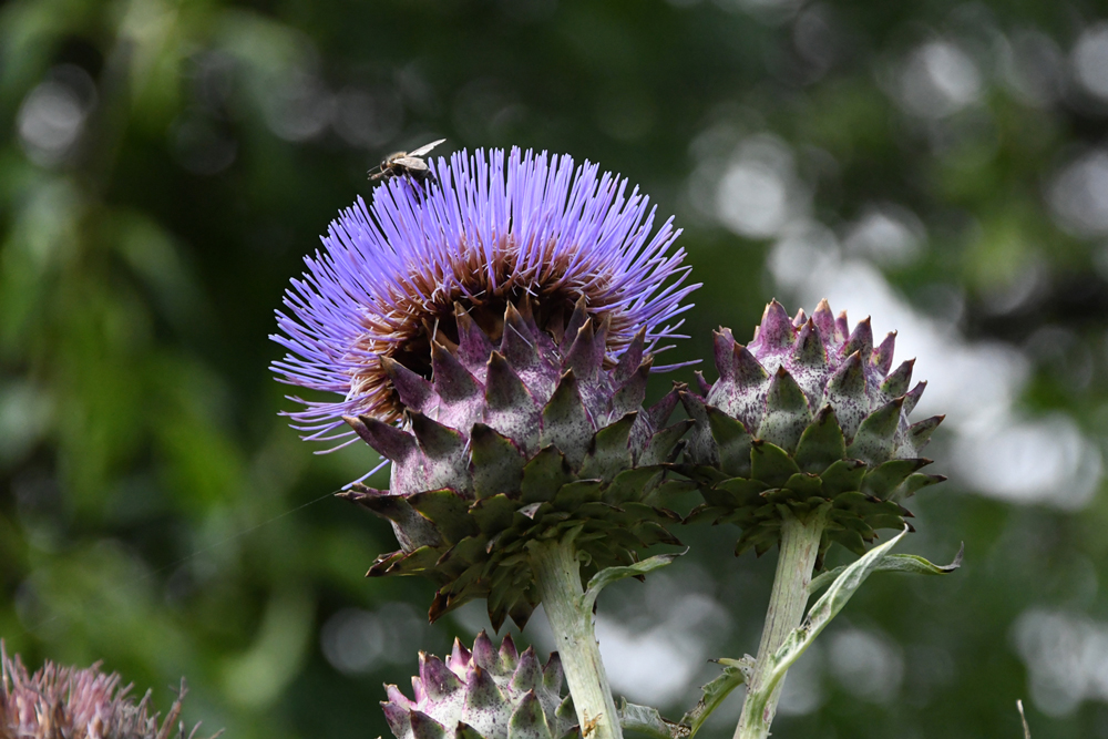 close-up of flowers in garden Mechelen on art7d-dot-be