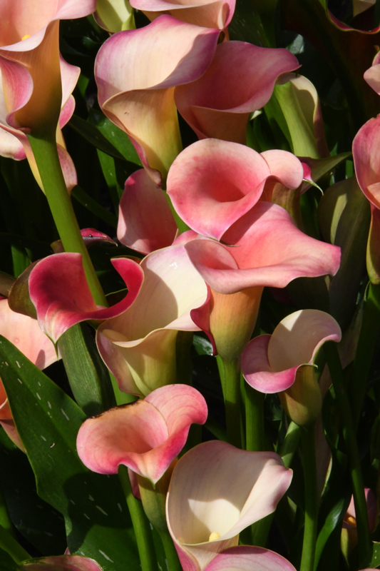 close-up of flowers in garden Mechelen on art7d-dot-be