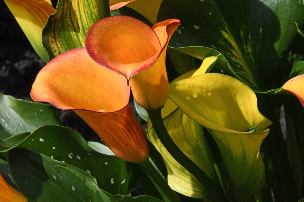 close-up of flowers in garden Mechelen on art7d-dot-be