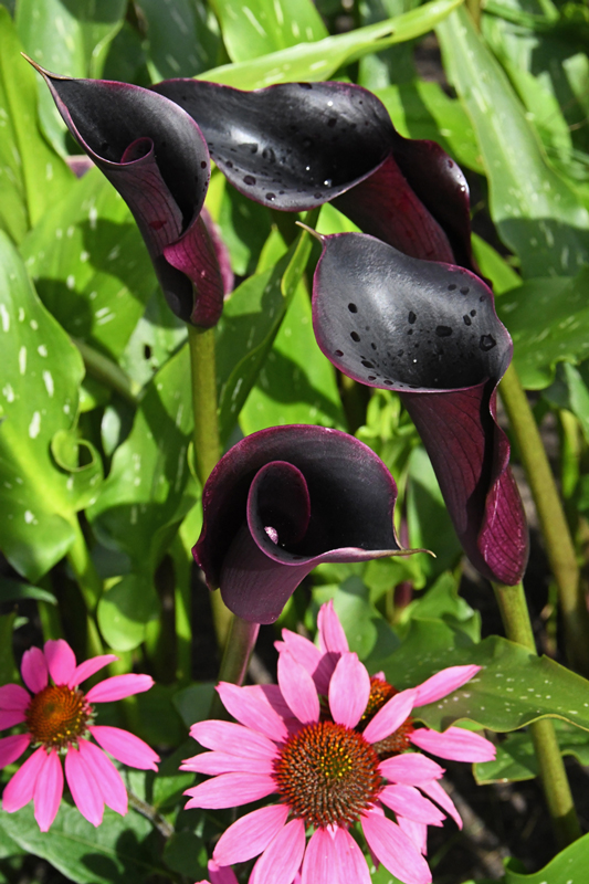 close-up of flowers in garden Mechelen on art7d-dot-be