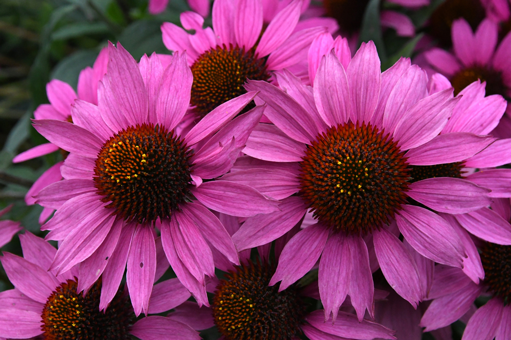 close-up of flowers in garden Mechelen on art7d-dot-be