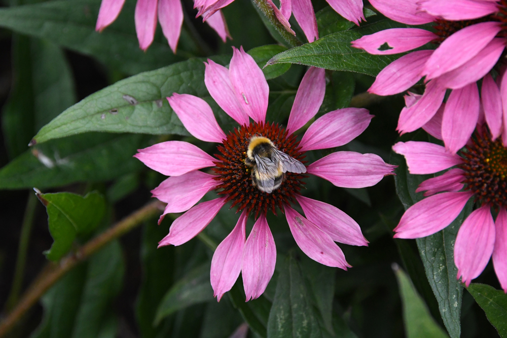 close-up of flowers in garden Mechelen on art7d-dot-be