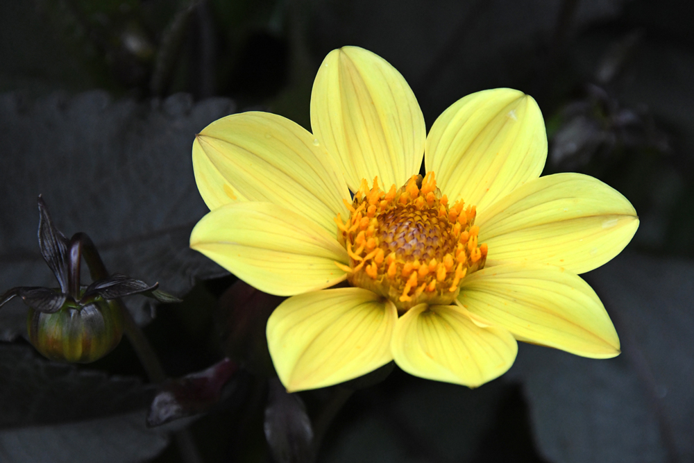 close-up of flowers in garden Mechelen on art7d-dot-be