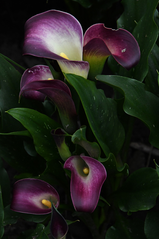 close-up of flowers in garden Mechelen on art7d-dot-be