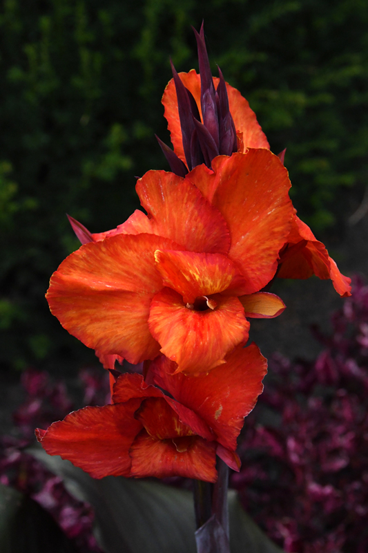 close-up of flowers in garden Mechelen on art7d-dot-be