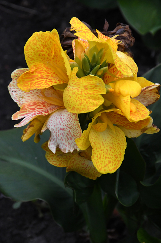 close-up of flowers in garden Mechelen on art7d-dot-be