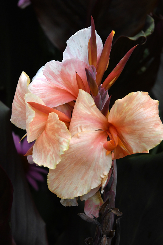 close-up of flowers in garden Mechelen on art7d-dot-be