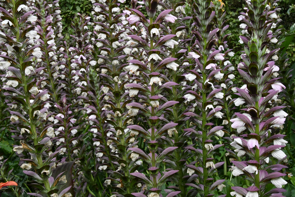 close-up of flowers in garden Mechelen on art7d-dot-be