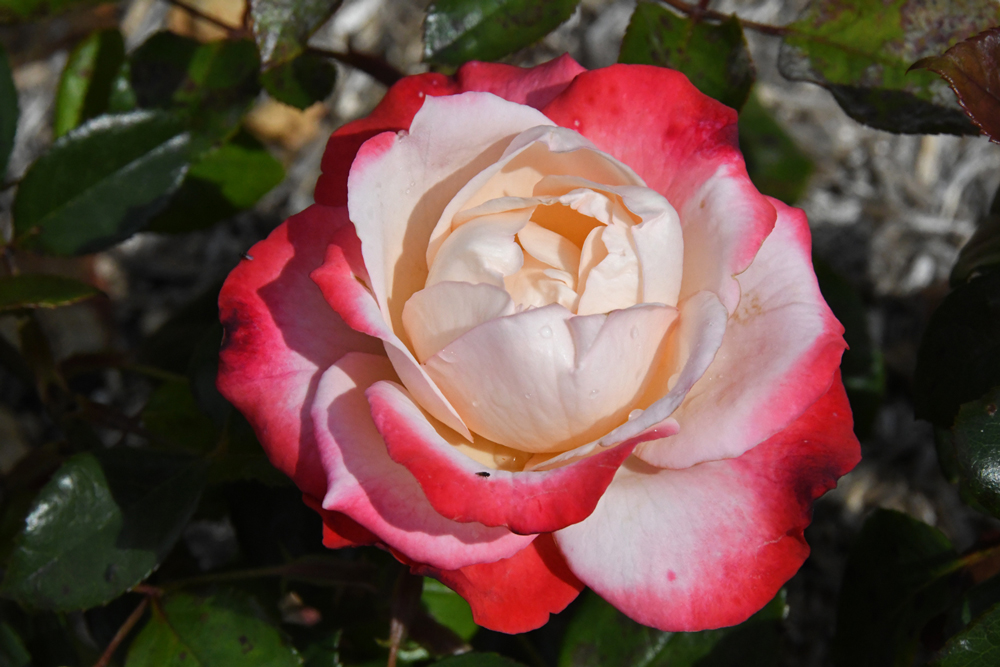 close-up of flowers in garden Mechelen on art7d-dot-be