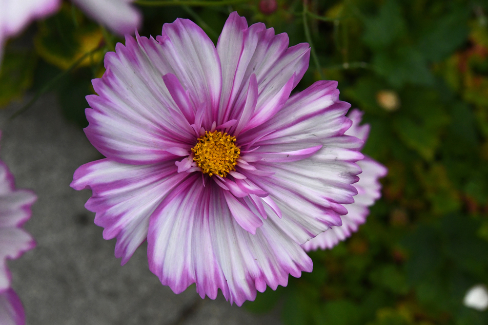 Bloemen in close-up, Vordenstein II, dahlia's