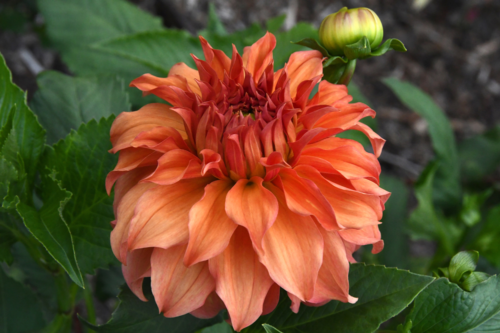 Bloemen in close-up, Vordenstein II, dahlia's