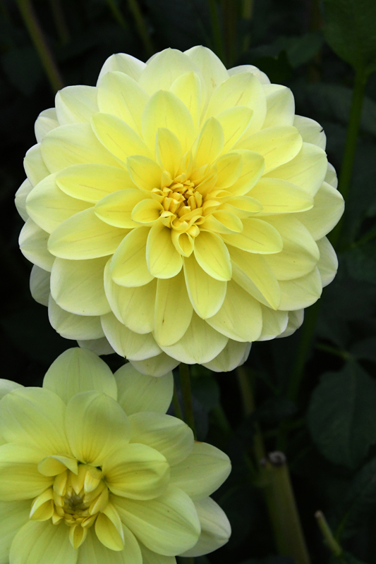 Bloemen in close-up, Vordenstein II, dahlia's