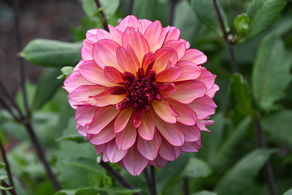 Bloemen in close-up, Vordenstein II, dahlia's