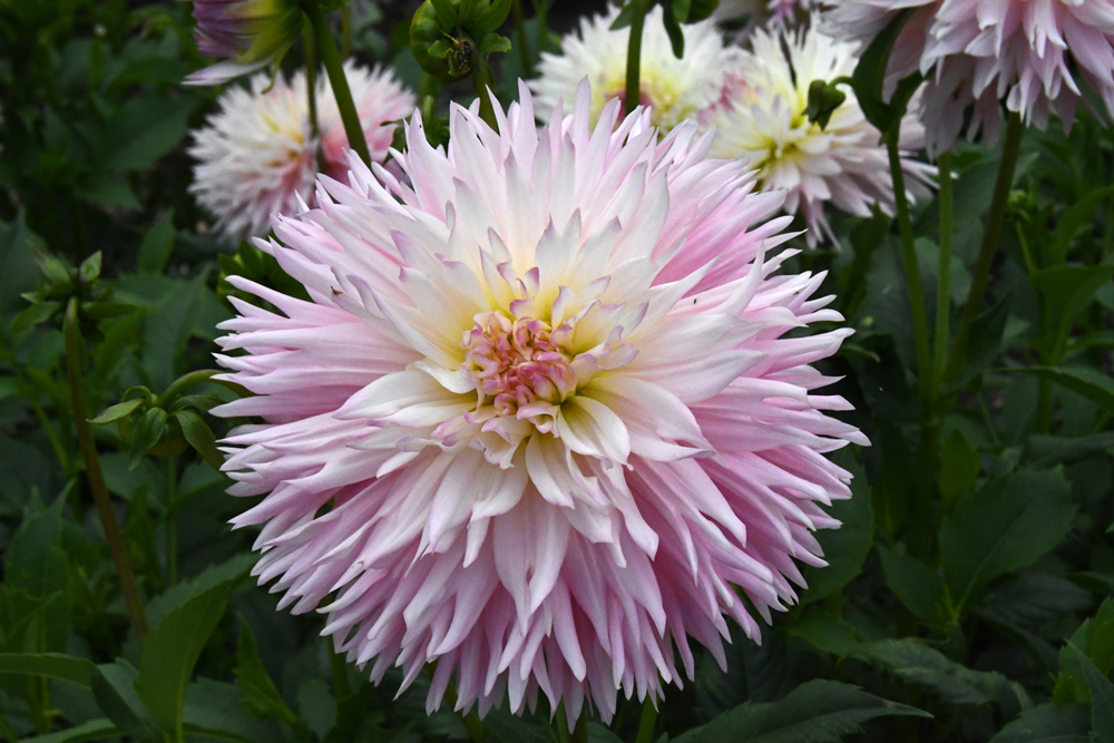 Bloemen in close-up, Vordenstein II, dahlia's