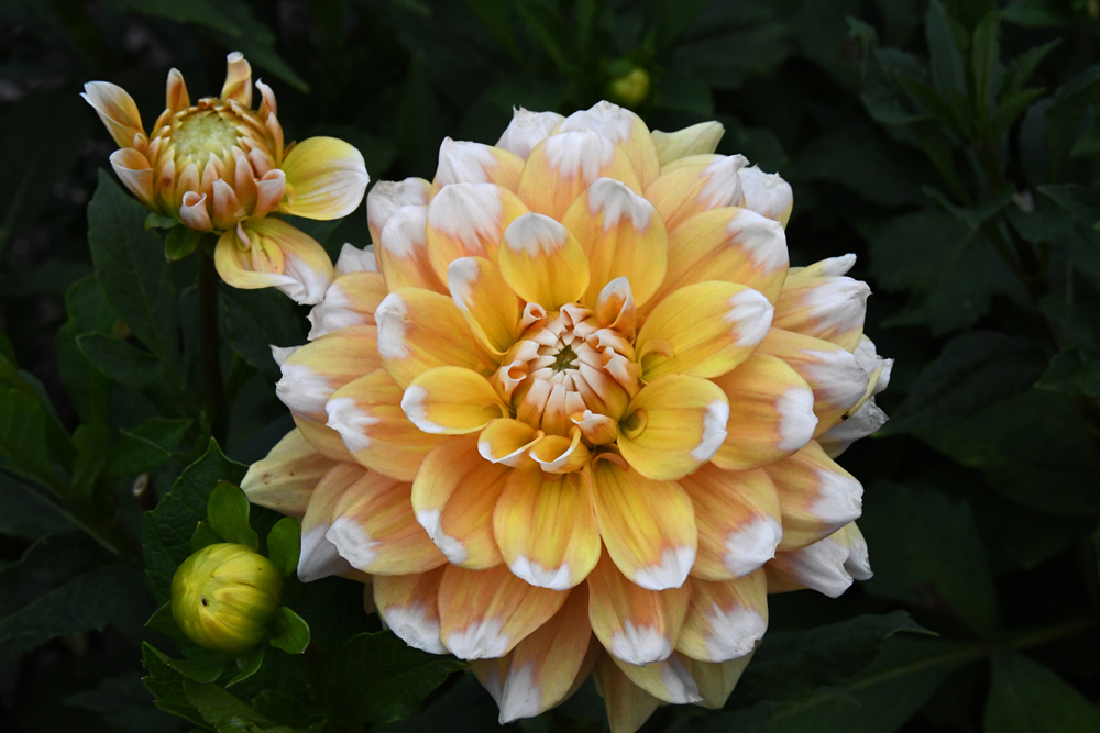 Bloemen in close-up, Vordenstein II, dahlia's