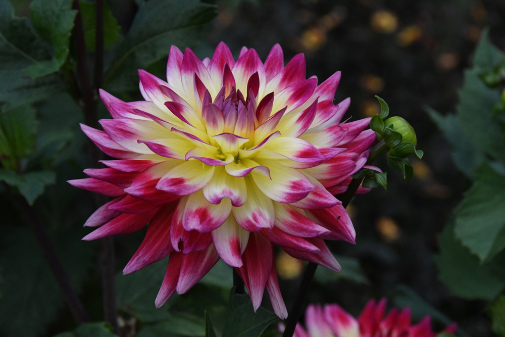 Bloemen in close-up, Vordenstein II, dahlia's