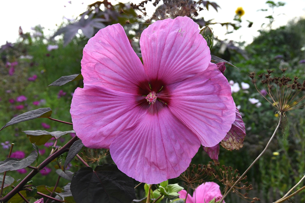 Bloemen in close-up, Vordenstein II, dahlia's