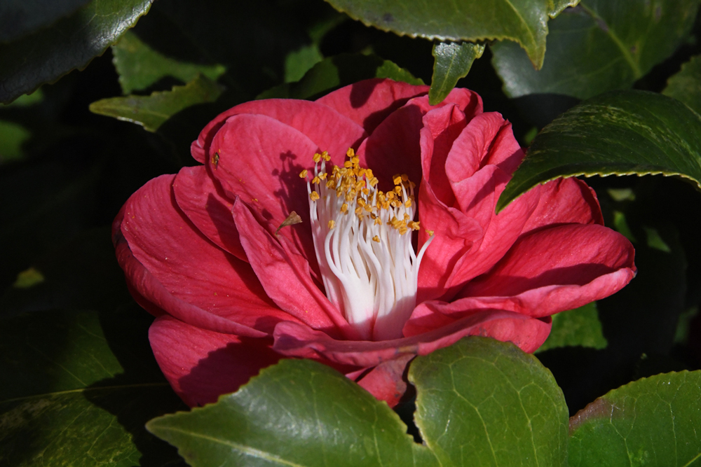 Bloemen in close-up, camelias