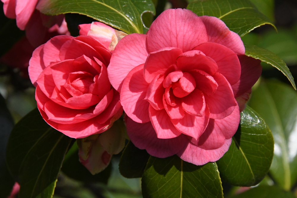 Bloemen in close-up, camelias