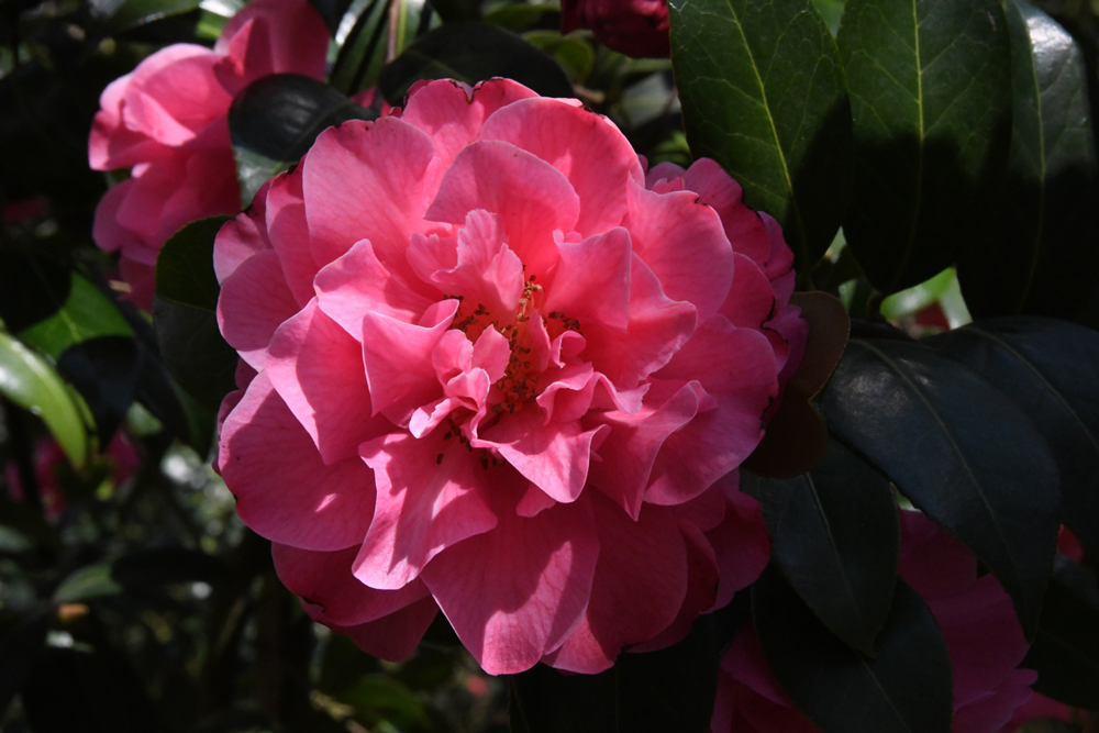 Bloemen in close-up, camelias