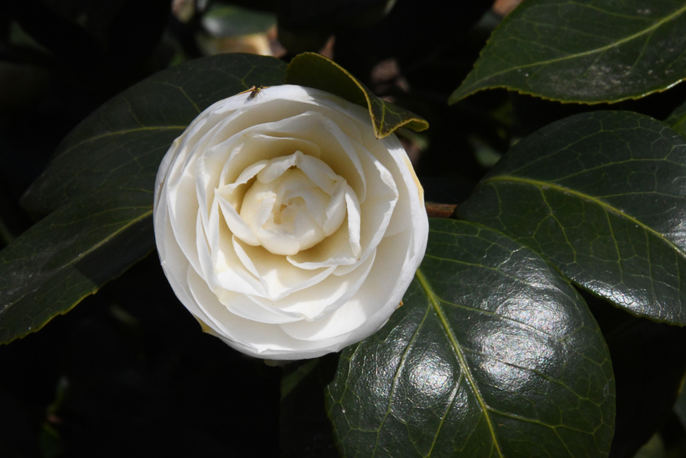 Bloemen in close-up, camelias