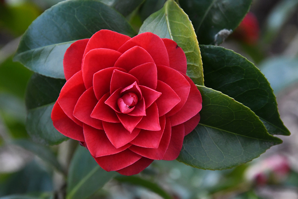 Bloemen in close-up, camelias