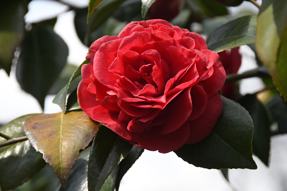 Bloemen in close-up, camelias