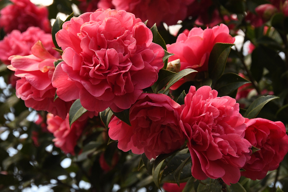 Bloemen in close-up, camelias