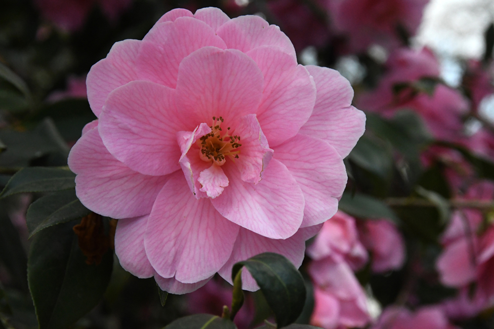 Bloemen in close-up, camelias