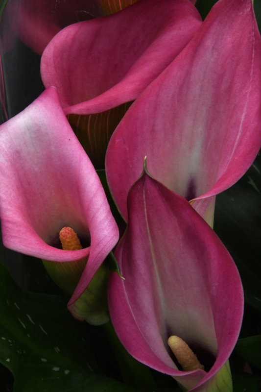 Bloemen in close-up, curcuma