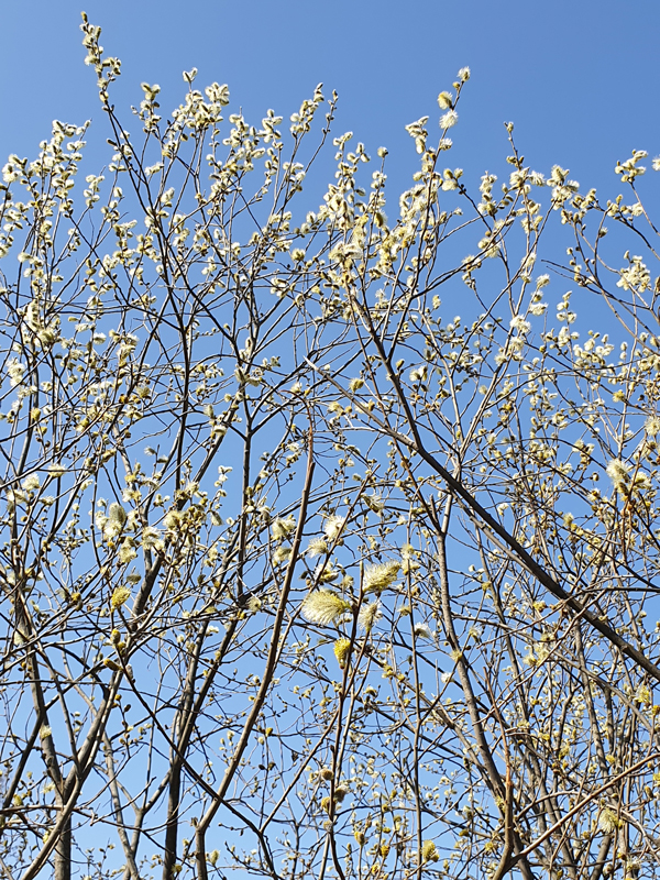 Foto's van Jens Van Den Bergh, Sint-Petersburg & omstreken in de lente