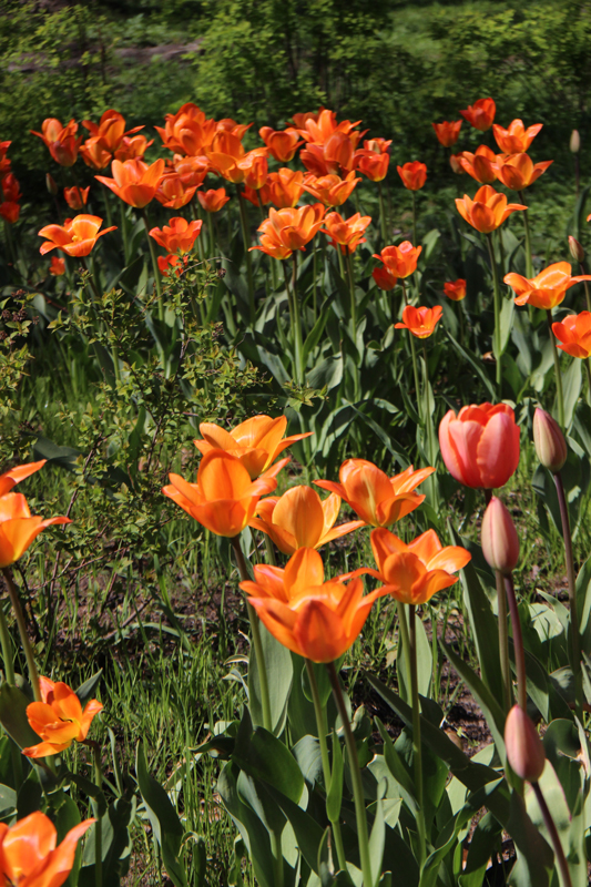 Foto's van Jens Van Den Bergh, Sint-Petersburg & omstreken in de lente