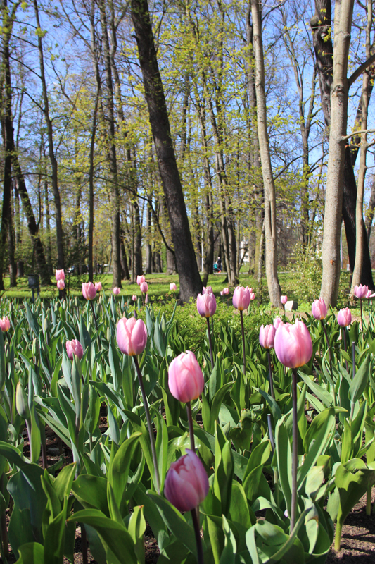 Foto's van Jens Van Den Bergh, Sint-Petersburg & omstreken in de lente