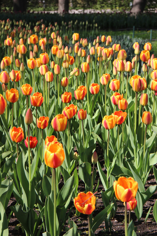 Foto's van Jens Van Den Bergh, Sint-Petersburg & omstreken in de lente