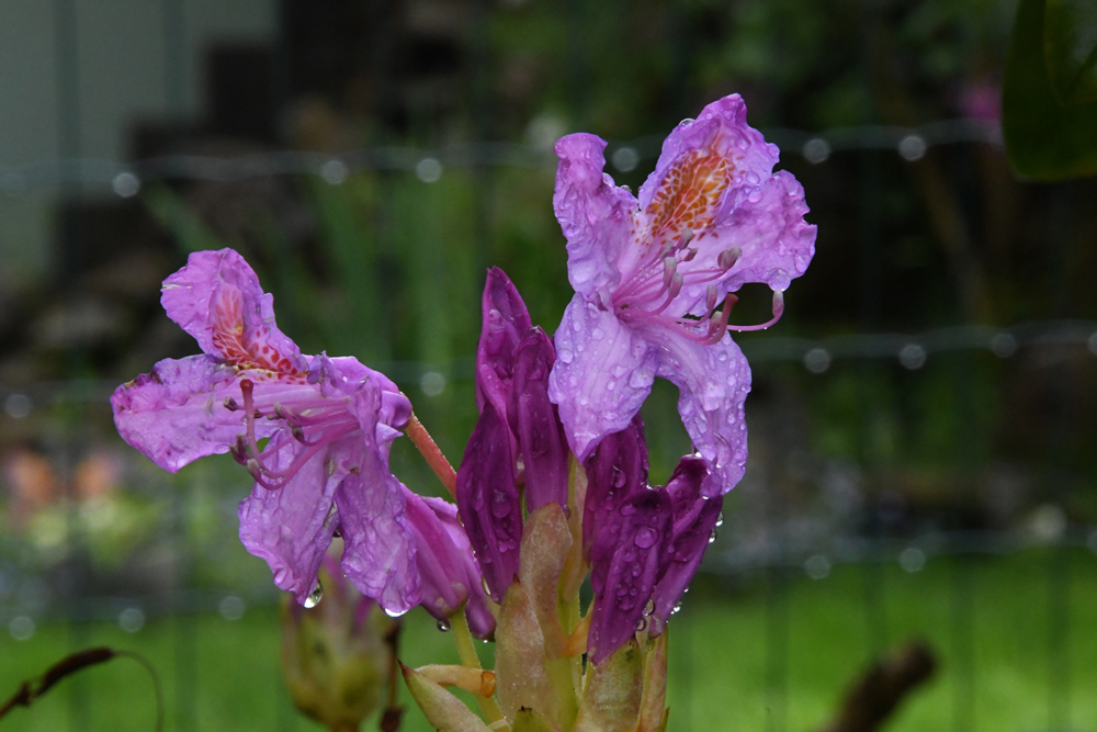 flowers in close-up