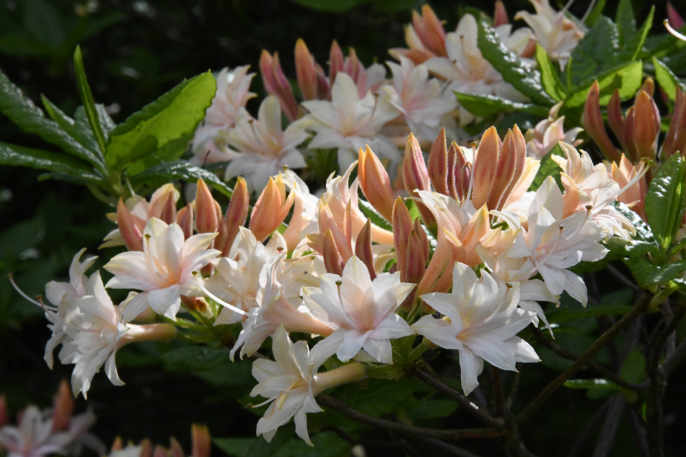 flowers in close-up