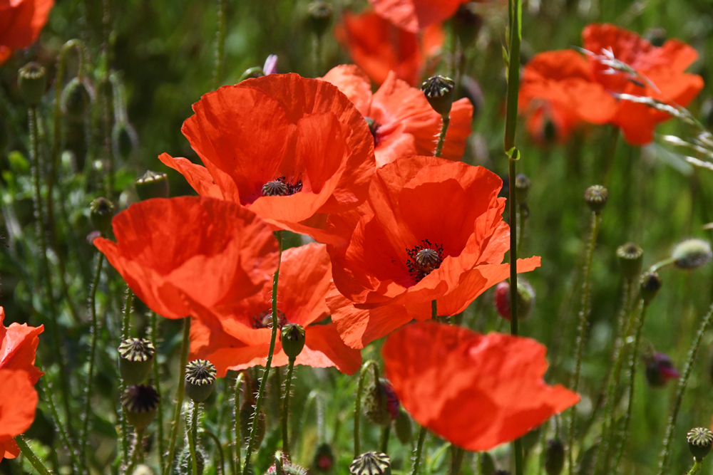 flowers in close-up