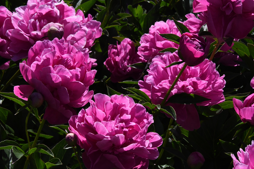 flowers in close-up